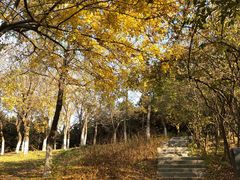 -奥林匹克森林公园南门-停车场