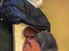 -猫猫幼稚园·撸猫·桌游·电玩