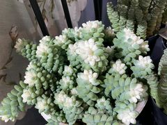 -何兮花店·气球派对鲜花店(马桥银春路万科城店)