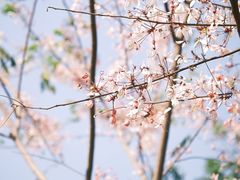 -东莞植物园