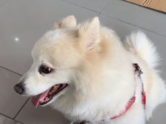 -爱侣宠医·鹦鹉专科·小型哺乳类·异宠专科(灵石路店)