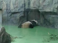 景点-成都大熊猫繁育研究基地