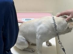 -全心全意连锁动物医院·微创中心·内科急重症·心脏专科(丰管路店)