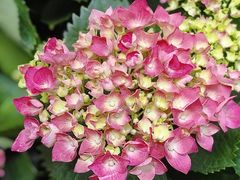 -东方体育中心(地铁站)