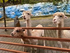 -栾川竹海野生动物园