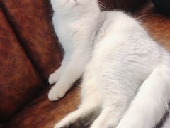 -猫小院猫主题餐厅(三里屯店)