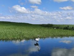 -盐城丹顶鹤湿地生态旅游区
