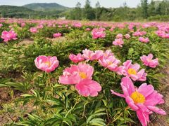 -嵖岈山风景区