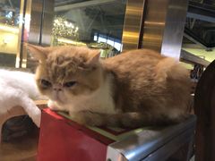 -more than meow吴止猫主题餐厅(承德 中船汇店)