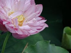 -厦门园林博览苑