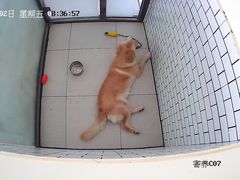 -趣玩宠物乐园寄养训犬训狗游泳池