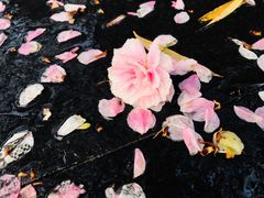 -龙湖星悦荟(颐和店)