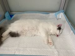 -灵美宠物诊所