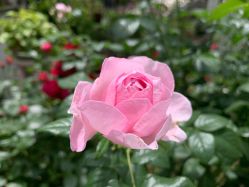 点击看大图 -自然美