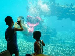-海棠湾洲际-涛·海底餐厅·美人鱼·自助餐·海底隧道