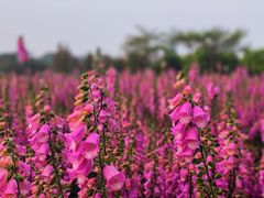 -顺峰山公园