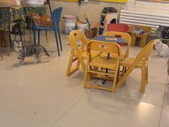 -平行世界·猫咖(首经贸店)