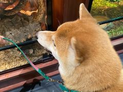 -帕帕拉兹宠物(亚洲旗舰店)