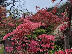-青岛大珠山景区