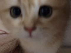 -欣宠猫屋·矮脚拿破仑·蓝金金渐层