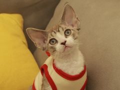 -猫十亿·布偶金渐层·曼基康矮脚猫舍(青年路店)