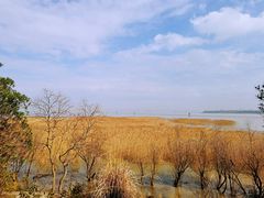 -上海吴淞炮台湾国家湿地公园