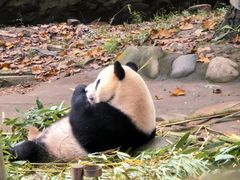 -都江堰中华大熊猫苑