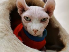 -藏猫猫咖啡主题馆(中央大道店)