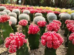 -南山植物园