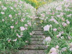 -佛手湖郊野公园