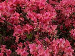 -木兰云雾山