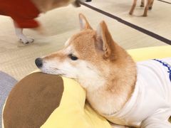 -逗柴咖啡屋·狗咖猫咖宠物桌游