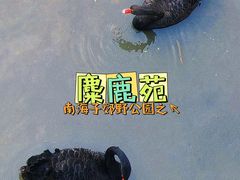 -北京麋鹿生态实验中心