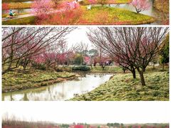 -花开海上生态园