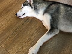 -Husky Go! 哈士奇体验馆·宠物咖啡厅狗咖