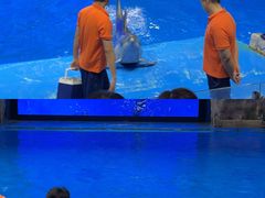 -芜湖新华联大白鲸海洋公园