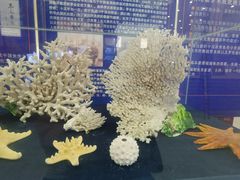 -上海海洋大学鱼文化博物馆(军工路校区)