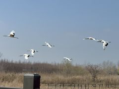 -盐城丹顶鹤湿地生态旅游区