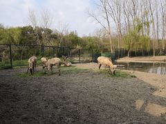 -溱湖国家湿地公园