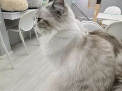 -喵的天空名猫咖啡馆·撸猫·猫舍·用品