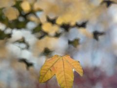 -西点坊(浦东香格里拉店)