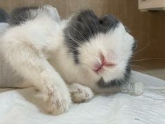 -北京观赏动物医院·24小时大型综合·猫专科·异宠专科