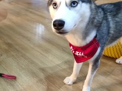 -Husky Go! 哈士奇体验馆·宠物咖啡厅狗咖