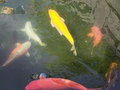 -安多素食(广仁寺路店)