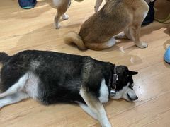 -是阿柴呀！柴犬咖啡·爱喵喵猫咖
