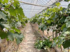 -马陆小张葡萄园农家乐