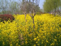 -兰陵国家农业公园