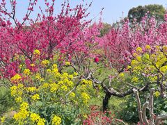 -南汇桃花村