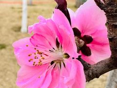 -永定河休闲森林公园