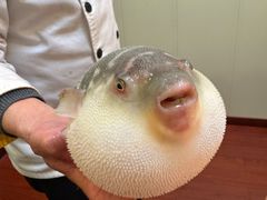 -长顺河豚馆(江洲东路)